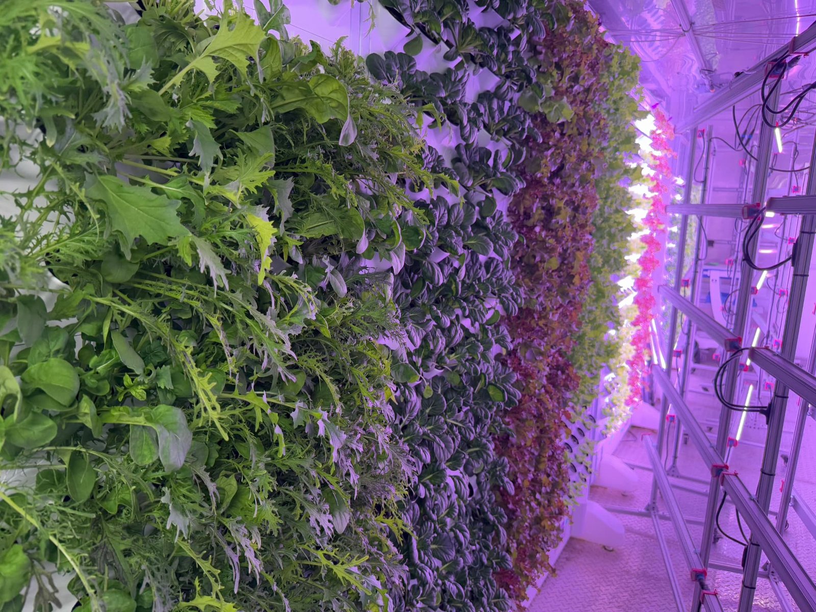 Rows of leafy greens growing in vertical towers under grow lights at 37 North Farms